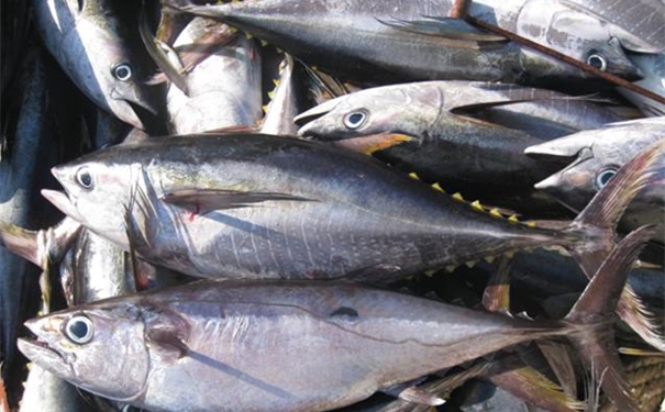 上海金槍魚進(jìn)口清關(guān)流程單證，金槍魚進(jìn)口關(guān)稅是這樣的