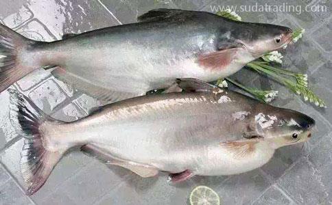 青島巴沙魚進口報關(guān)公司 青島巴沙魚進口報關(guān)公司