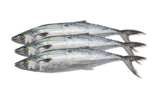 冷凍冰鮮進(jìn)口報關(guān)