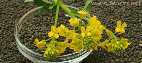 部分動植物產(chǎn)品規(guī)范申報(bào)要素調(diào)整詳解