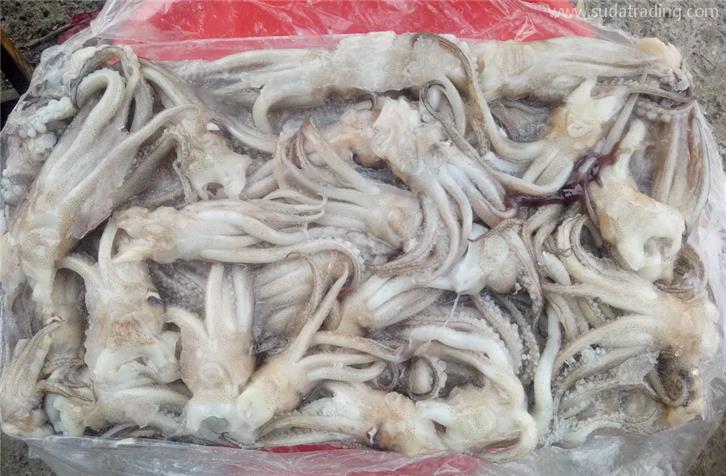 冷凍魷魚進(jìn)口報關(guān)的注意事項(xiàng)以及流程手續(xù)