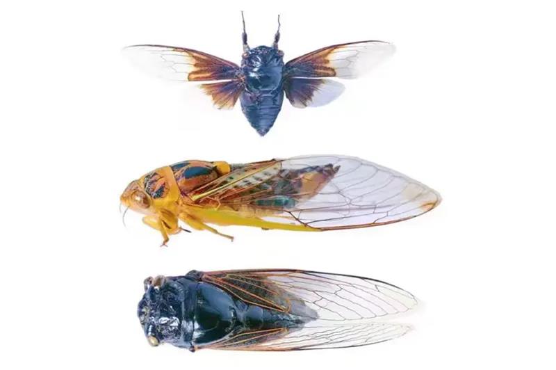 昆蟲標(biāo)本進(jìn)口報(bào)關(guān)公司帶你了解昆蟲(動物)標(biāo)本流程資料