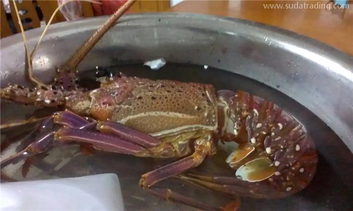 進口冷凍澳洲龍蝦報關(guān)國外要提供什么單證資料？