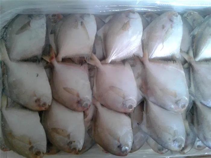 1分鐘解讀關(guān)于冷凍白鯧魚進口報關(guān)的6點流程
