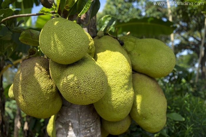 越南菠蘿蜜廣州報關(guān)公司水果菠蘿蜜進口