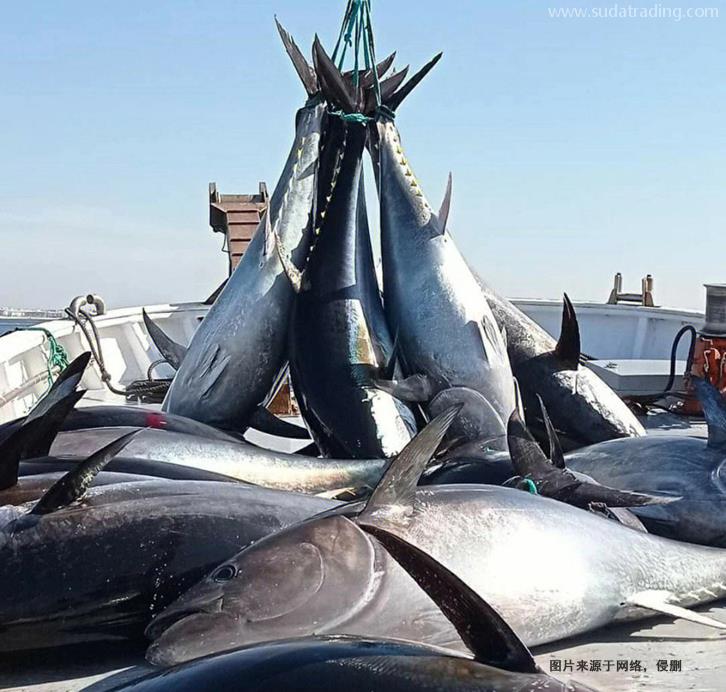 美國金槍魚進(jìn)口報關(guān)費(fèi)用省50%冷凍魚清關(guān)費(fèi)用