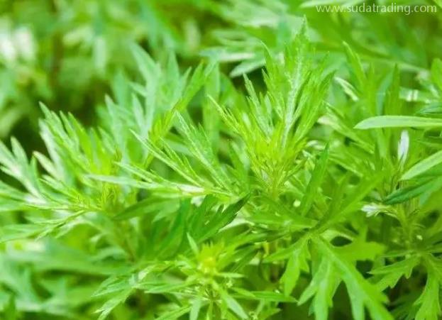 青蒿進口報關清關流程